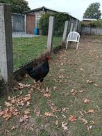 Barnevelder haan te koop, Dieren en Toebehoren, Pluimvee