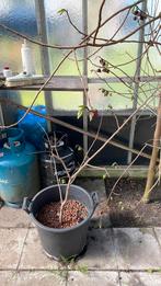 Plant groot Paw paw, Tuin en Terras, Ophalen