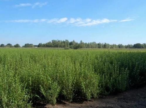 Liguster aan topprijzen!, Tuin en Terras, Planten | Tuinplanten, Vaste plant, Overige soorten, Volle zon, Bloeit niet, Ophalen