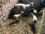 Brebis Bleu du Maine à vendre avec trois agneaux,, 3 à 5 ans