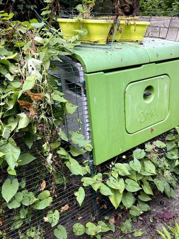 Eglu Go cavia +Eglu Cube 6 hennen van Omlet beschikbaar voor biedingen