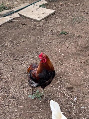 Araucana haan wiltkleur beschikbaar voor biedingen