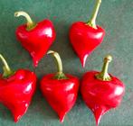 Kboutermutspaprika (5 zaden), Tuin en Terras, Ophalen of Verzenden