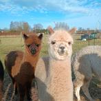 Alpaca veulen merries te koop, Dieren en Toebehoren, Overige Dieren, Vrouwelijk