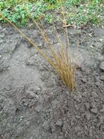 Jonge boompjes wilg, Tuin en Terras, Ophalen