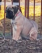 Bullmastiff femelle, Chienne, Belgique, 8 à 15 semaines, Bouledogue