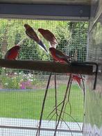 Australische parkieten, Dieren en Toebehoren, Vogels | Parkieten en Papegaaien, Meerdere dieren, Parkiet, Geringd