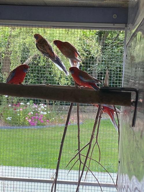 Australische parkieten, Dieren en Toebehoren, Vogels | Parkieten en Papegaaien, Parkiet, Meerdere dieren, Geringd