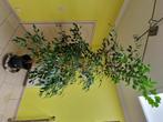 Ficus benjamina 2,2m sain, pas de livraison, Huis en Inrichting, Kamerplanten, Ficus, Halfschaduw, In pot, 200 cm of meer