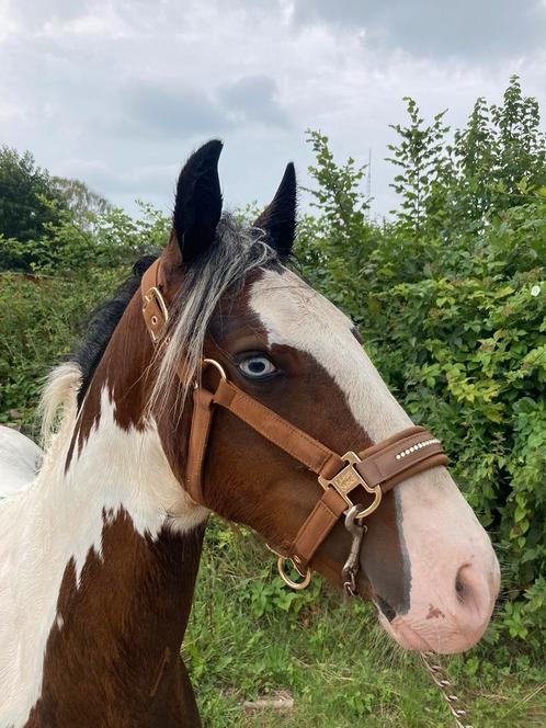 Jaarling Tinker hengst, Dieren en Toebehoren, Pony's, Hengst