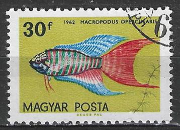 Hongarije 1962 - Yvert 1496 - De Paradijsvis - 30 fi. (ST) beschikbaar voor biedingen