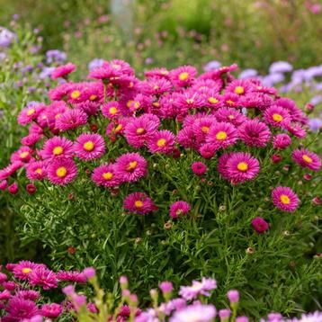Aster 'Jenny ' beschikbaar voor biedingen