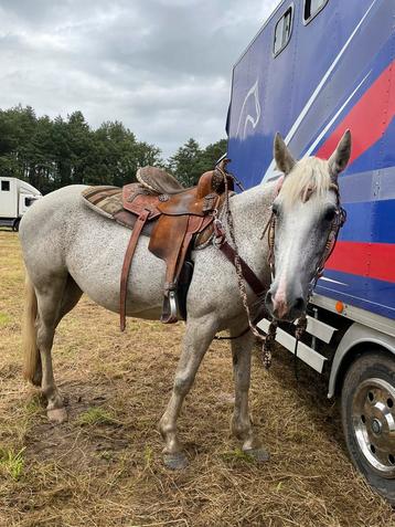 Paard merrie beschikbaar voor biedingen