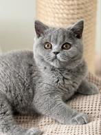 Brits korthaar, Dieren en Toebehoren, Katten en Kittens | Raskatten | Korthaar, Gechipt