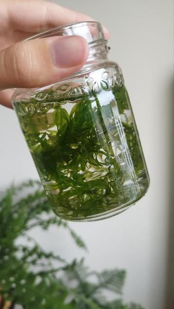 Waterpest waterplant beschikbaar voor biedingen