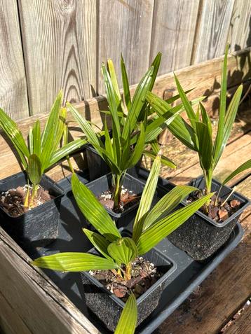 Trachycarpus Fortunei beschikbaar voor biedingen