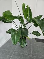 paradijsvogelplant, Ophalen, Overige soorten, Halfschaduw, 150 tot 200 cm