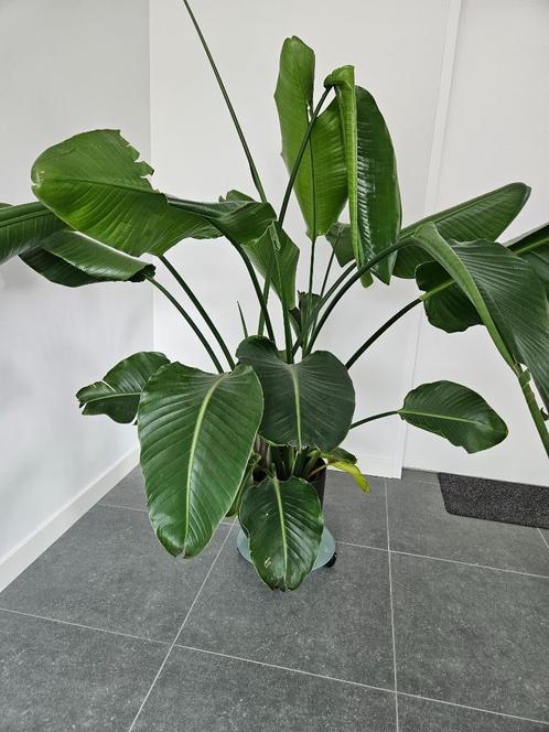 paradijsvogelplant, Huis en Inrichting, Kamerplanten, Overige soorten, 150 tot 200 cm, Groene kamerplant, Halfschaduw, Ophalen