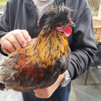 MOOIE Zijdehoen zoekt vrouwyje, Dieren en Toebehoren, Ophalen