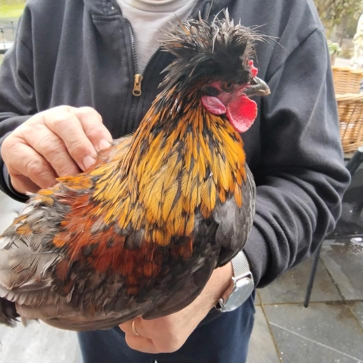 BELLE GÉLINOTTE À SOIE CHERCHE UNE FEMME, Animaux & Accessoires, Volatiles | Accessoires, Enlèvement