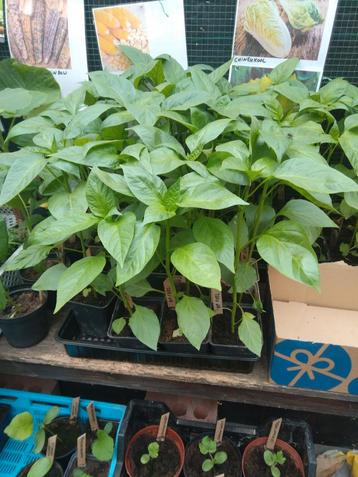 PAPRIKA, MELOEN,WATERMELOEN,KOMKOMMER,EA., Ophalen