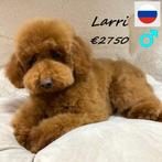 Larri, un magnifique petit Caniche Nain rouge, 15 semaines à 1 an, Chien (mâle), Caniche, Parvovirose