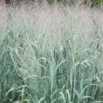 Panicum virgatum ‘Dallas Blues', Ophalen, Volle zon