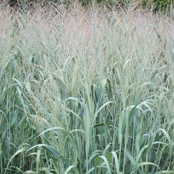 Panicum virgatum ‘Dallas Blues' beschikbaar voor biedingen