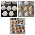 Schelpen geschikt voor vishapjes / decoratie /10 + 7 + 6 cm, Huis en Inrichting, Keuken | Servies, Ophalen of Verzenden, Nieuw