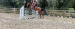 Braaf springpaard te koop, Ruin, Zadelmak, Springpaard