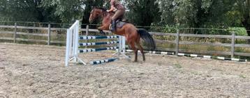 Braaf springpaard te koop beschikbaar voor biedingen