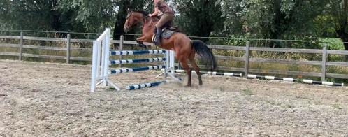 Braaf springpaard te koop, Dieren en Toebehoren, Paarden, Ruin, Zadelmak, Springpaard
