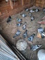 Duiven, Dieren en Toebehoren