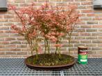 Acer bos Phoenix op mooie schaal, Jardin & Terrasse, Plantes | Arbres, Enlèvement