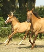 AQHA merrie /APHA merrie, Jument