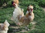 6    jonge hanen   van mei 2025, Dieren en Toebehoren, Pluimvee, Meerdere dieren, Kip