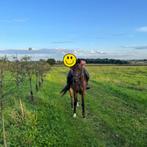 Lieve arabische volbloed ruin, E pony (1.48m - 1.57m), Gechipt, Ruin, Zadelmak