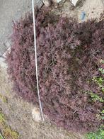 Japanse esdoorn rood smalbladig, Tuin en Terras, Ophalen, Vaste plant