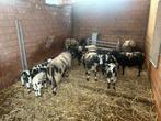 Baggerbonte lammeren, Dieren en Toebehoren, Vrouwelijk, Schaap, 0 tot 2 jaar