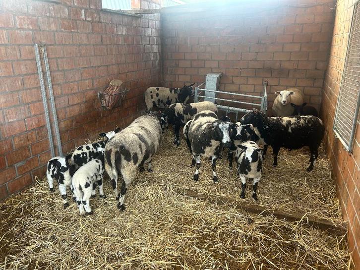 Baggerbonte lammeren, Dieren en Toebehoren, Schapen, Geiten en Varkens, Schaap, Vrouwelijk, 0 tot 2 jaar