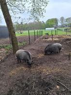 Mini varken, Dieren en Toebehoren, Mannelijk, Varken