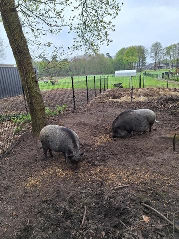 Mini varken  beschikbaar voor biedingen