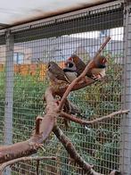 Zebravinken ook zwartwang