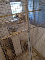 Pennant zilver, Dieren en Toebehoren