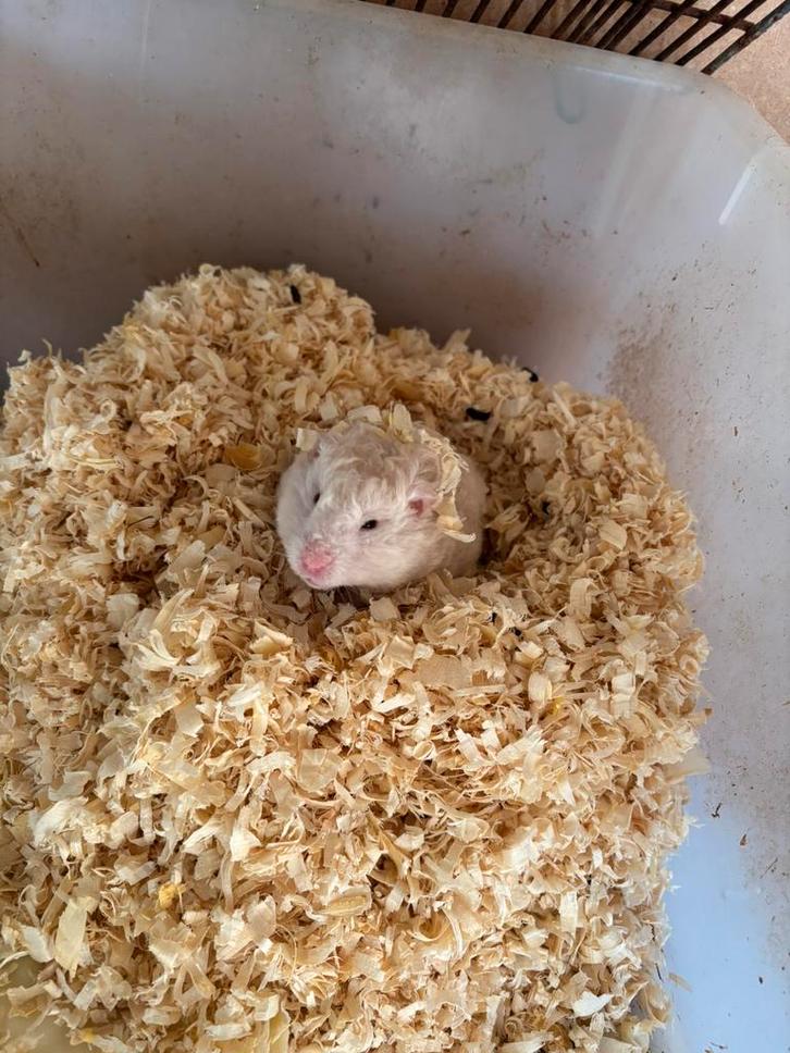 Goudhamsters en kweekgroep ratten, Dieren en Toebehoren, Knaagdieren, Meerdere dieren, Hamster, Augustus