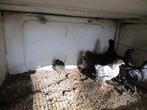 volaille, Dieren en Toebehoren, Dierenvoeding, Ophalen, Pluimvee