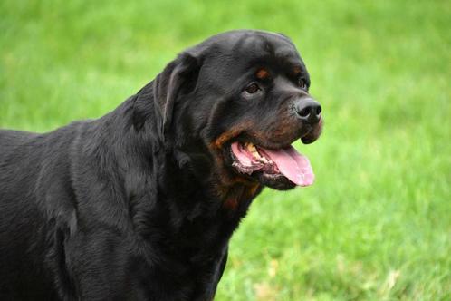 Rottweiler Dekreuen, Dieren en Toebehoren, Honden | Dekreuen, Reu, Fokker | Professioneel, Meerdere, België, 3 tot 5 jaar, CDV (hondenziekte)