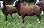 5 zwartbles ooien te koop, Animaux & Accessoires, Moutons, Chèvres & Cochons, Femelle, Mouton, 0 à 2 ans