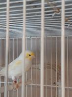 Kanaries, Dieren en Toebehoren