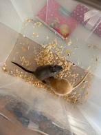 Gerbils te koop, Dieren en Toebehoren, Knaagdieren